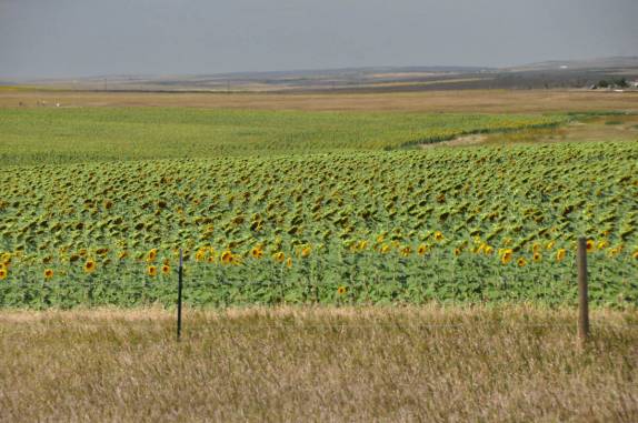Plantação de girassóis em South Dakota, nos Estados Unidos